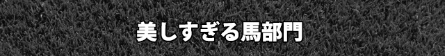美しすぎる馬部門
