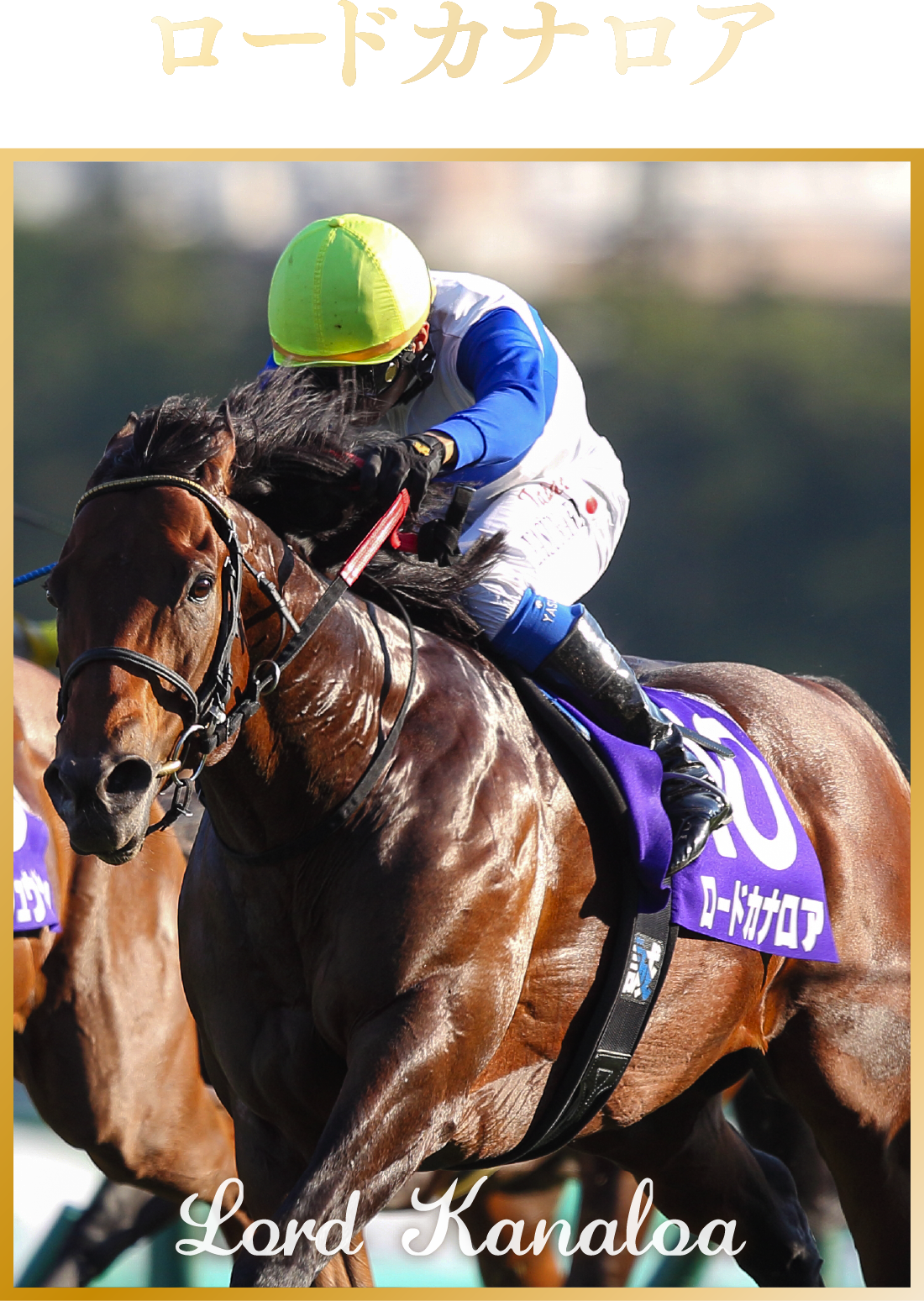 JRA卓上カレンダー プレゼントキャンペーン | JRA