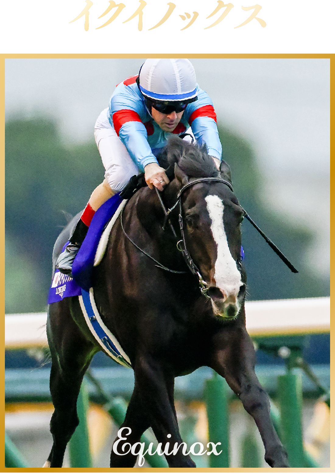 JRA卓上カレンダー プレゼントキャンペーン | JRA