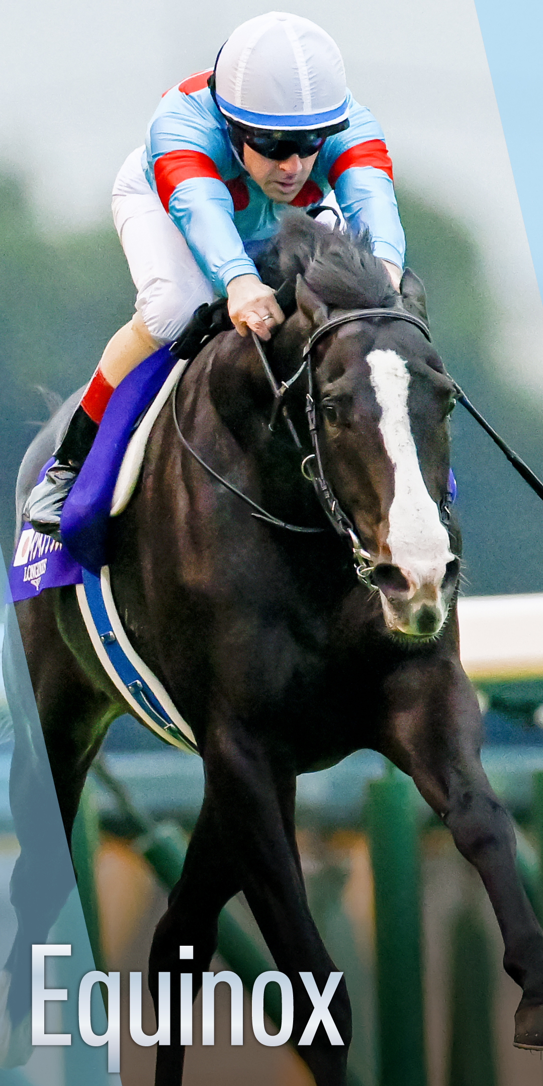 【限定品】JRA WINS 2023プレミアム卓上カレンダー「八彩の輝き」 JRA卓上カレンダー プレゼントキャンペーン | JRA
