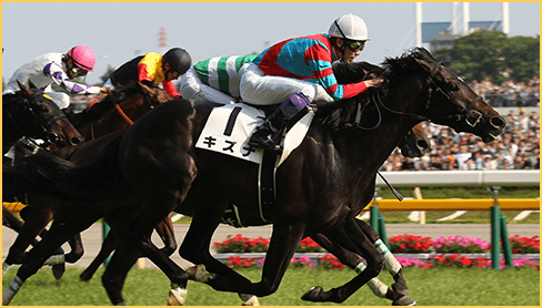 2013年度 優勝馬 キズナ